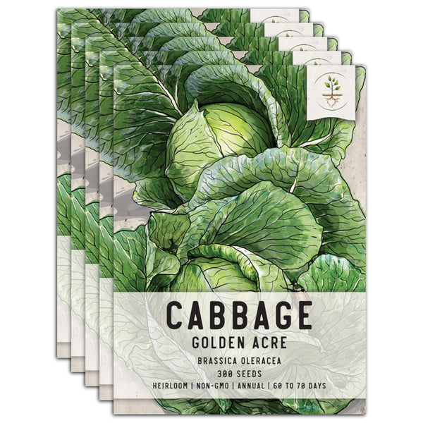 Golden Acre Cabbage Seeds For Planting (Brassica oleracea)