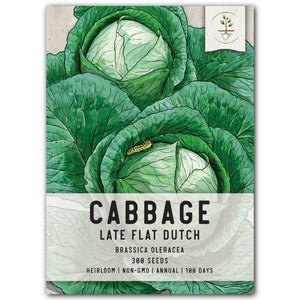 late flat dutch cabbage seeds for planting