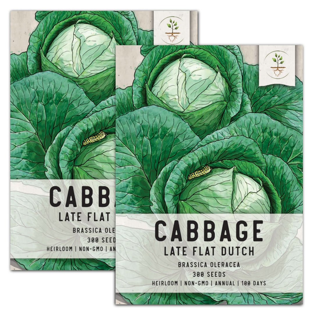 Late Flat Dutch Cabbage Seeds (Brassica oleracea) Seed Needs Seed