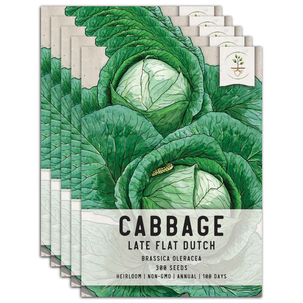 Late Flat Dutch Cabbage Seeds For Planting (Brassica oleracea)