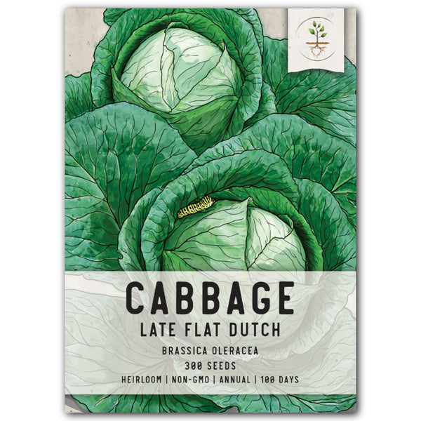 Late Flat Dutch Cabbage Seeds For Planting (Brassica oleracea)