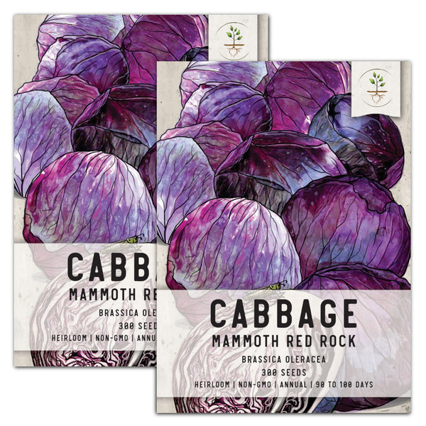 Mammoth Red Rock Cabbage Seeds For Planting (Brassica oleracea)
