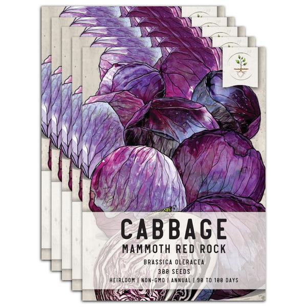 Mammoth Red Rock Cabbage Seeds For Planting (Brassica oleracea)