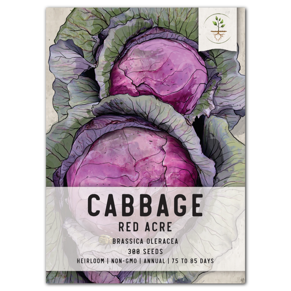 planting red cabbage seeds Red Acre Cabbage Seeds For Planting (Brassica oleracea) – Seed Needs LLC