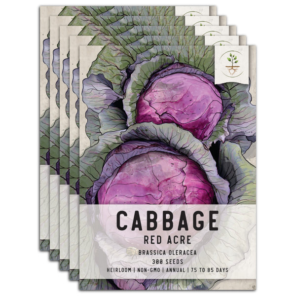 Red Acre Cabbage Seeds For Planting (Brassica oleracea)