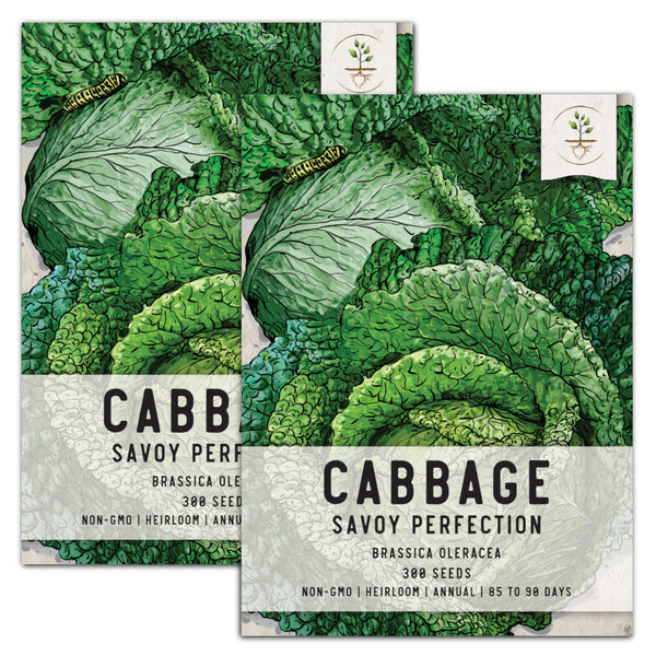 Savoy Perfection Cabbage Seeds For Planting (Brassica oleracea)