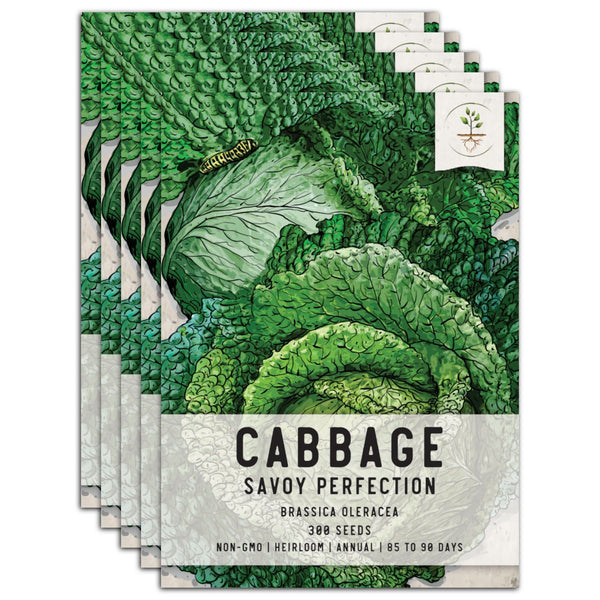 Savoy Perfection Cabbage Seeds For Planting (Brassica oleracea)