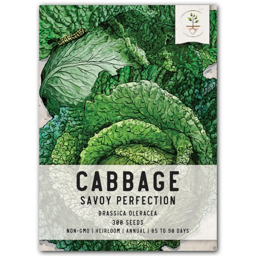 Savoy Perfection Cabbage Seeds For Planting (Brassica oleracea)
