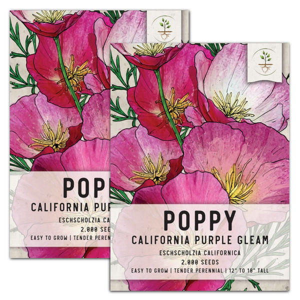 purple gleam california poppy seeds for planting