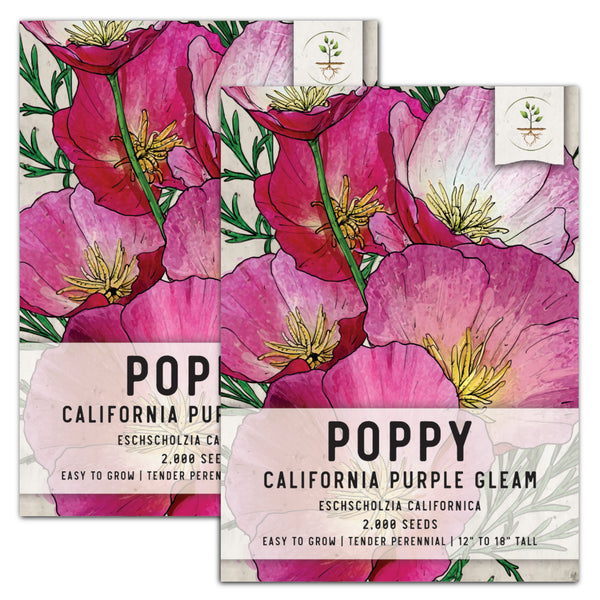 Purple Gleam California Poppy Seeds For Planting (Eschscholzia californica)