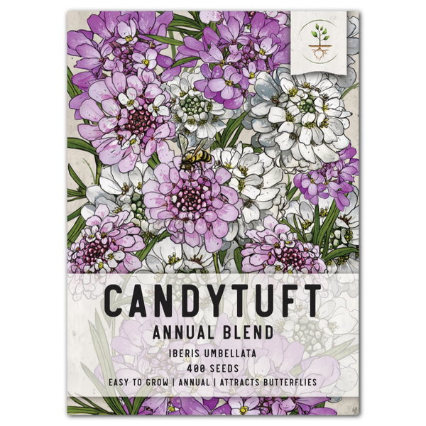 candytuft flower seeds Candytuft Seeds For Planting, Annual Mixture (Iberis umbellata) – Seed Needs LLC