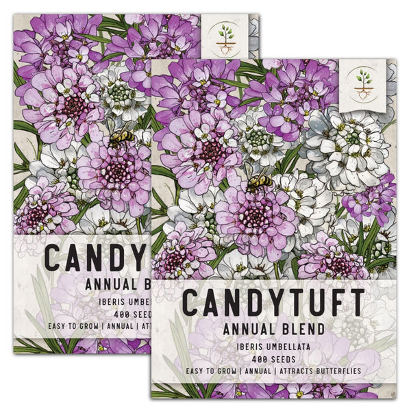 Candytuft Seeds For Planting, Annual Mixture (Iberis umbellata)