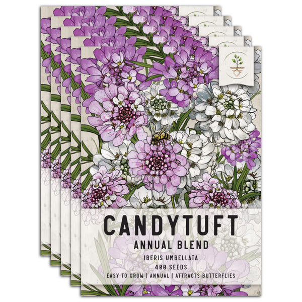 Candytuft Seeds For Planting, Annual Mixture (Iberis umbellata)