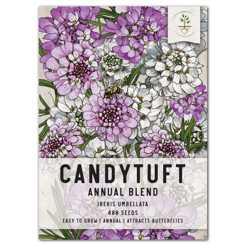 Candytuft Seeds For Planting, Annual Mixture (Iberis umbellata)
