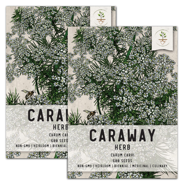 Caraway Herb Seeds For Planting (Carum carvi)