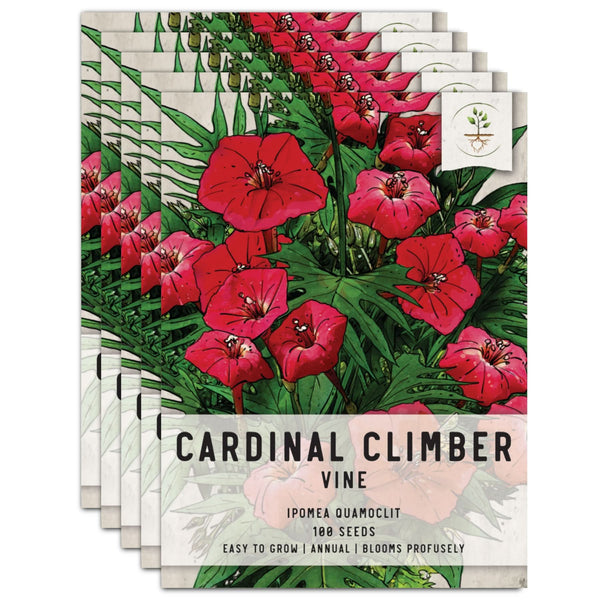 Cardinal Climber Seeds For Planting (Ipomoea quamoclit)