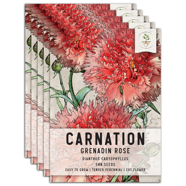 Grenadin Rose Carnation Seeds For Planting (Dianthus caryophyllus)