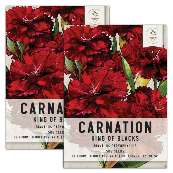 King of Blacks Carnation Seeds For Planting (Dianthus caryophyllus)