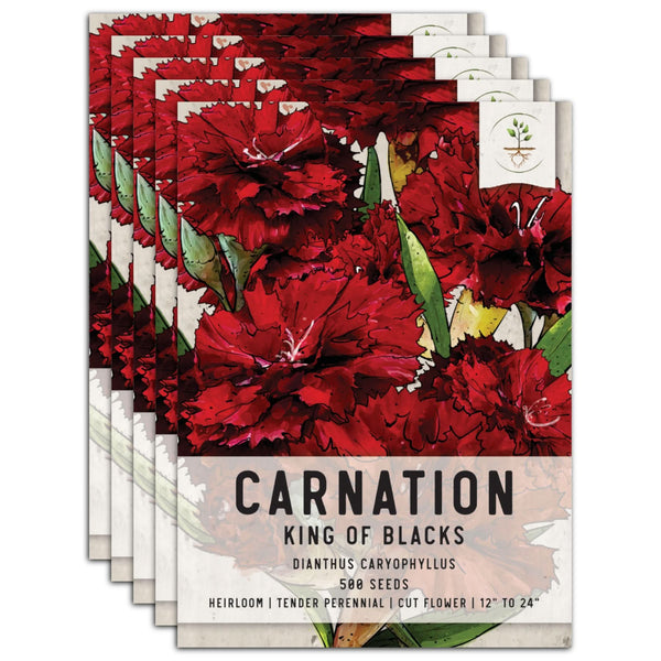 King of Blacks Carnation Seeds For Planting (Dianthus caryophyllus)