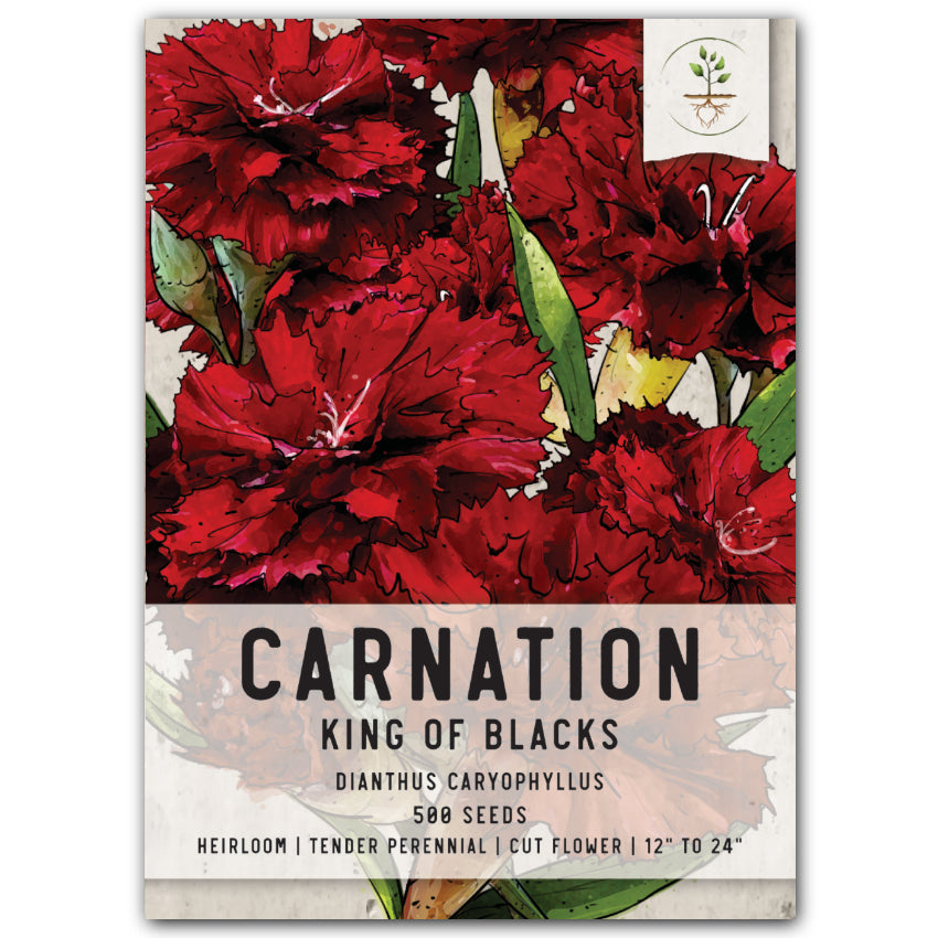 King of Blacks Carnation Seeds For Planting (Dianthus caryophyllus)