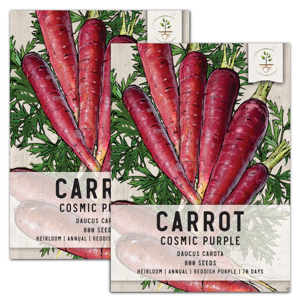 Cosmic Purple Carrot Seeds For Planting (Daucus carota)