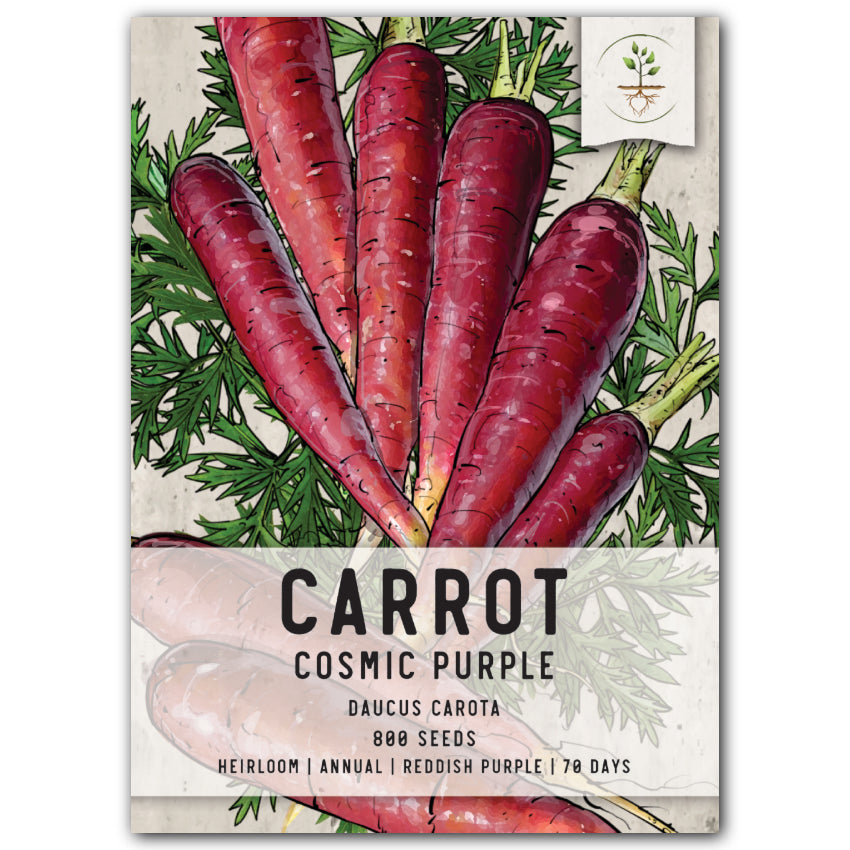 Carrot Seed (Daucus carota Semen) — ALCHEMICA BOTANICA