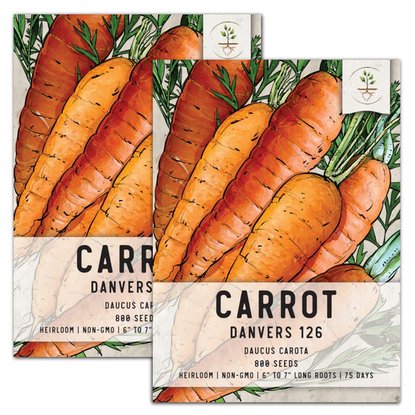 Danvers 126 Carrot Seeds For Planting (Daucus carota)