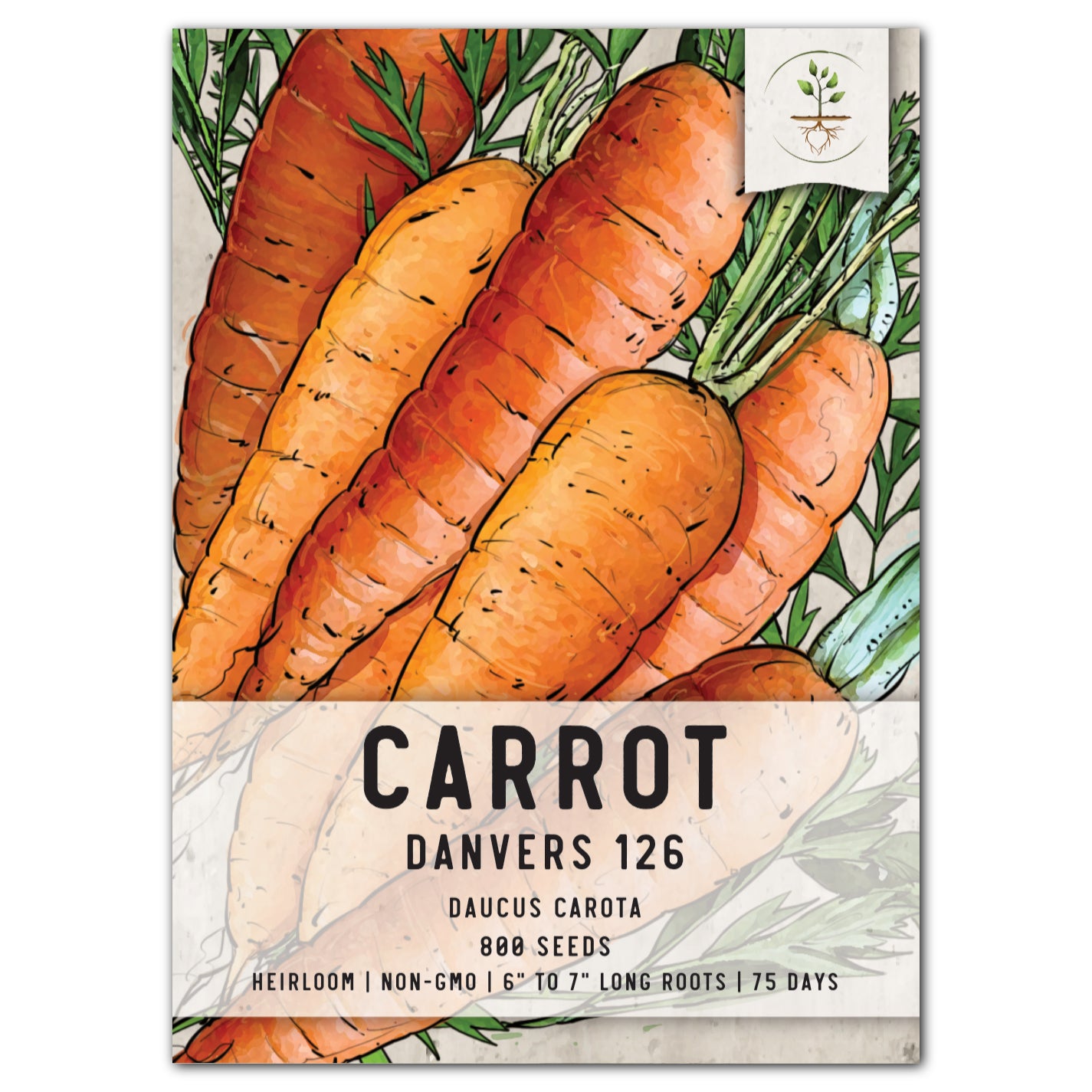 Danvers 126 Carrot Seeds For Planting (Daucus carota)