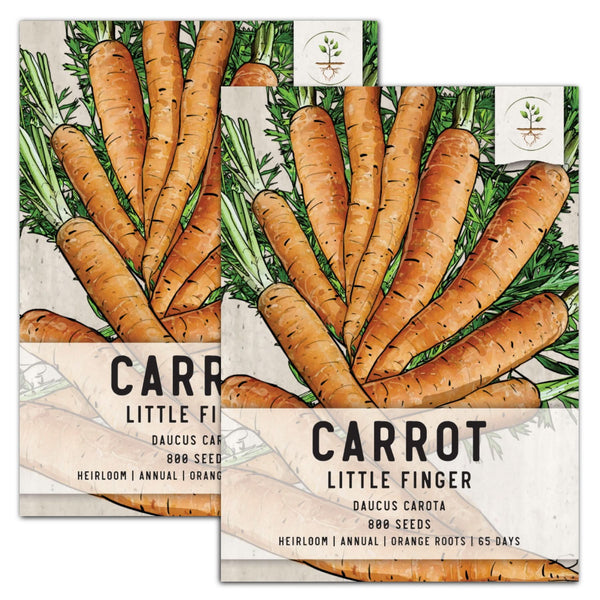 Little Finger Carrot Seeds For Planting (Daucus carota)