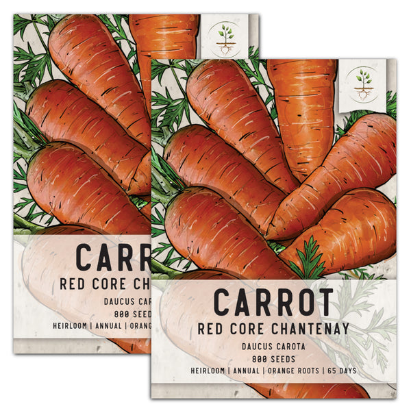 Red Core Chantenay Carrot Seeds For Planting (Daucus carota)