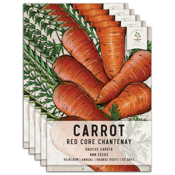 Red Core Chantenay Carrot Seeds For Planting (Daucus carota)