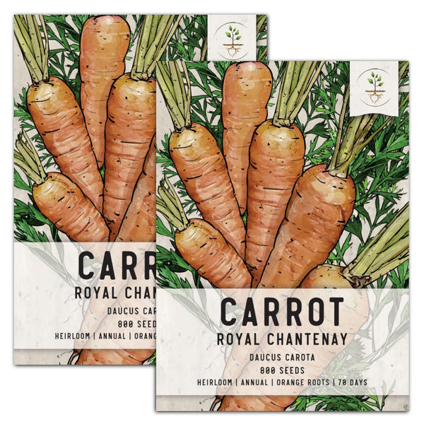 Royal Chantenay Carrot Seeds For Planting (Daucus carota)