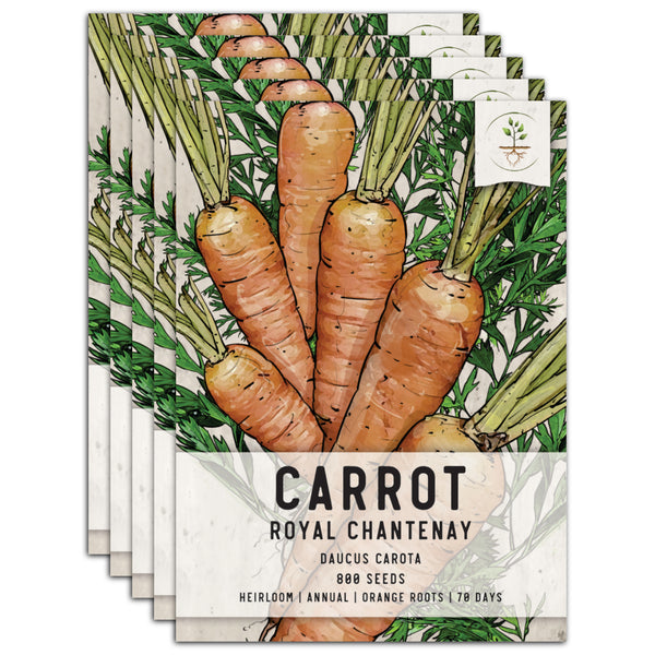 Royal Chantenay Carrot Seeds For Planting (Daucus carota)