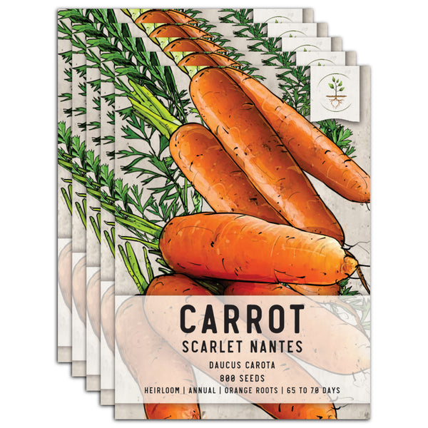 Scarlet Nantes Carrot Seeds For Planting (Daucus carota)
