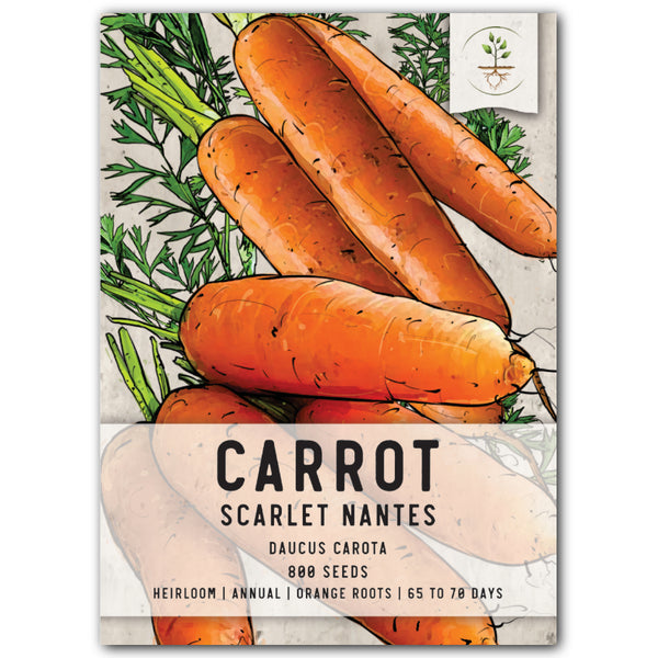 Scarlet Nantes Carrot Seeds For Planting (Daucus carota)
