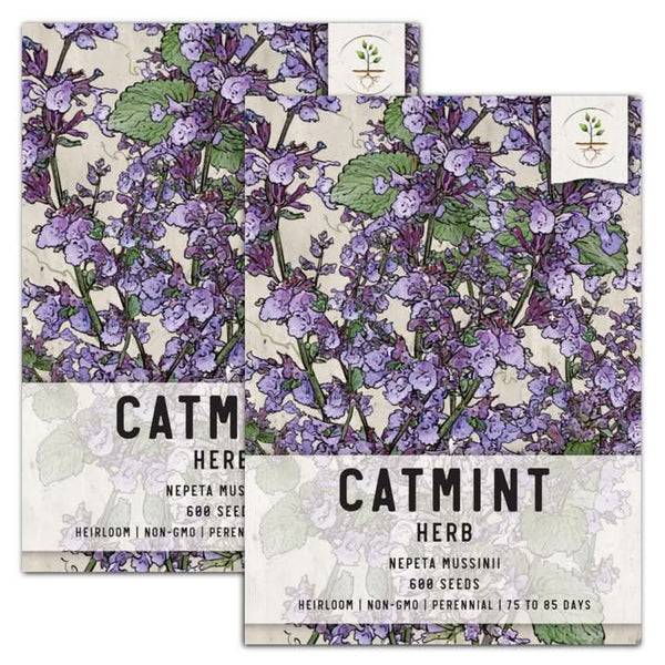 catmint herb seeds for planting