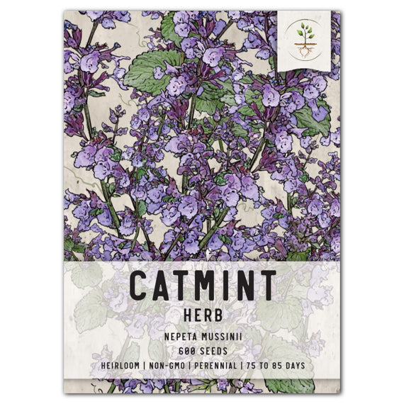 Catmint Herb Seeds For Planting (Nepeta mussinii)