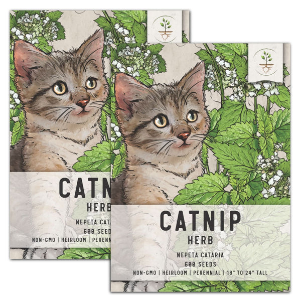 Catnip Herb Heirloom Seeds Non OGM, herbe à chat, pollinisation ouverte,  animaux domestiques -  France