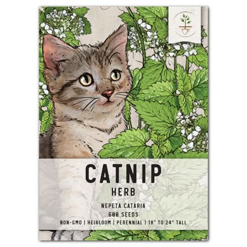 Catnip Herb Seeds For Planting (Nepeta cataria)