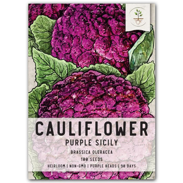 Purple Sicily Cauliflower Seeds For Planting (Brassica oleracea botrytis)