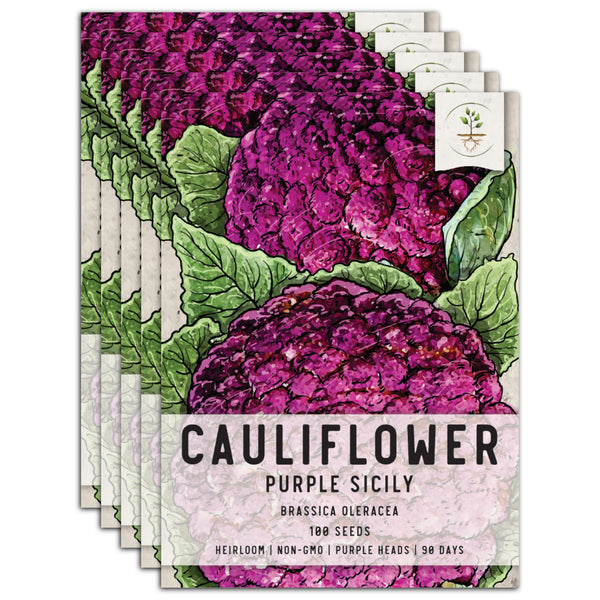 Purple Sicily Cauliflower Seeds For Planting (Brassica oleracea botrytis)