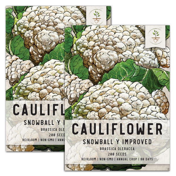 Snowball Y Improved Cauliflower Seeds For Planting (Brassica oleracea)