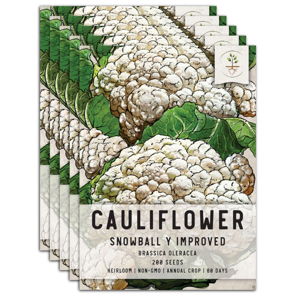 Snowball Y Improved Cauliflower Seeds For Planting (Brassica oleracea)