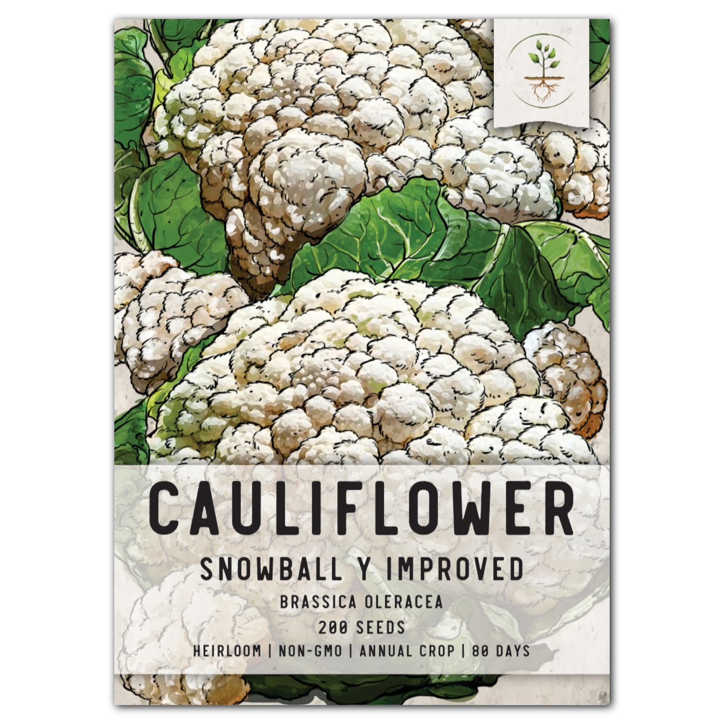 Snowball Y Improved Cauliflower Seeds For Planting (Brassica oleracea)