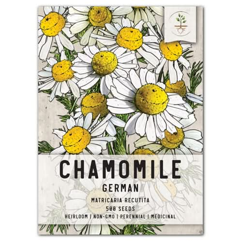 German Chamomile Herb Seeds For Planting (Matricaria recutita)