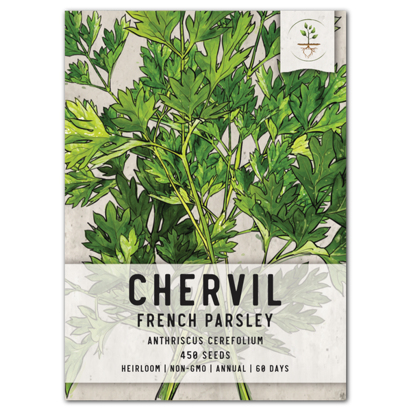 Chervil Herb Seeds For Planting (Anthriscus cerefolium)