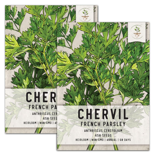 Chervil Herb Seeds For Planting (Anthriscus cerefolium)