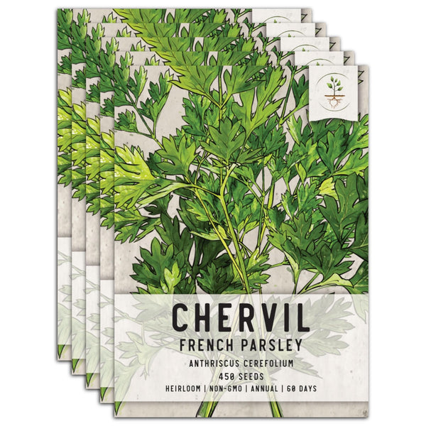 Chervil Herb Seeds For Planting (Anthriscus cerefolium)