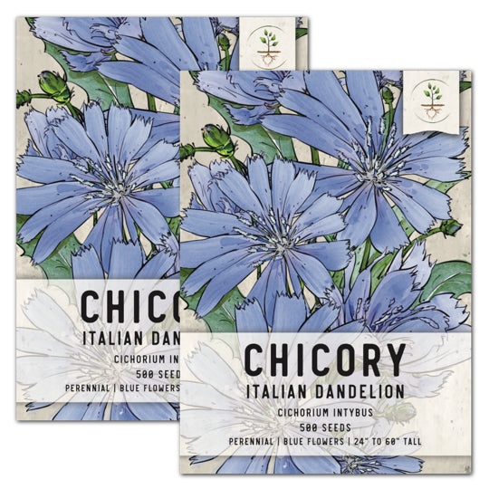Chicory Seeds For Planting / Italian Dandelion (Cichorium intybus)