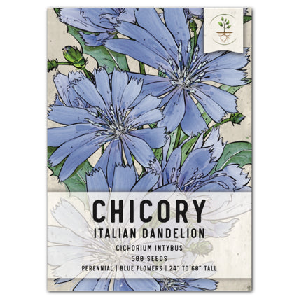 Chicory Seeds For Planting / Italian Dandelion (Cichorium intybus)